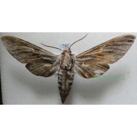 Sphinx pinastri (Linnaeus, 1758) Zawisak borowiec Czech78f